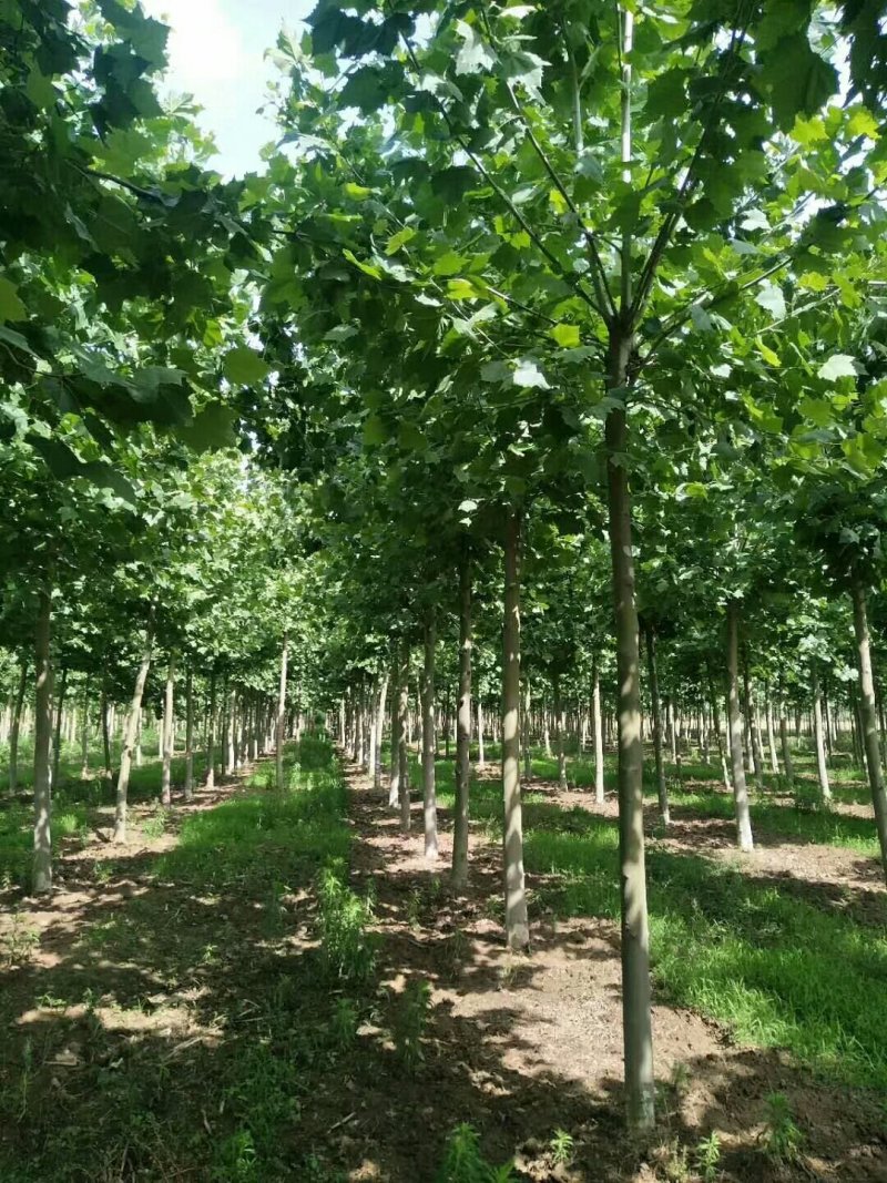 法桐12公分到30公分有量退林还耕急售