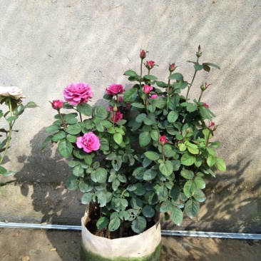 月季