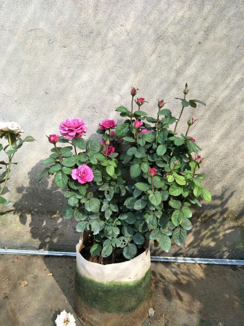月季