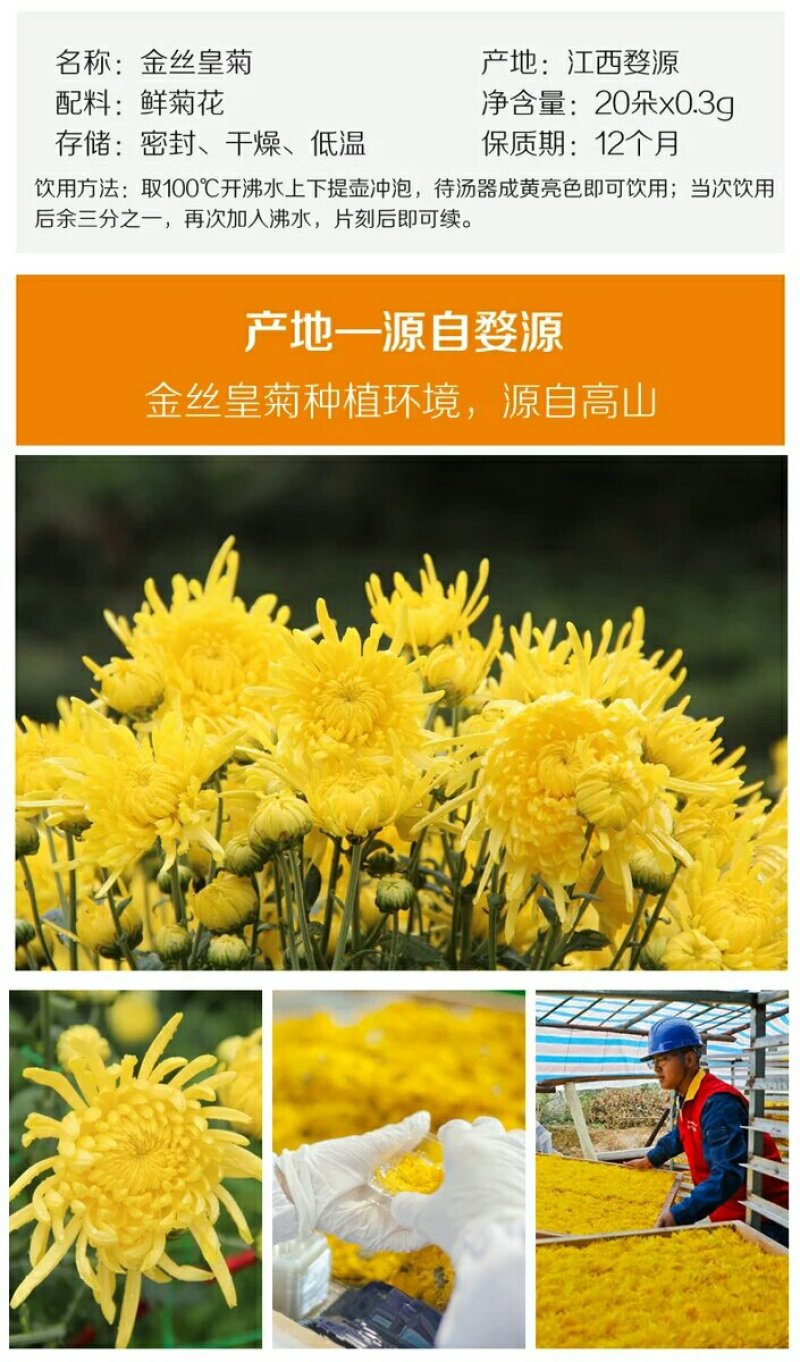 菊花茶一朵一杯金丝大皇菊朵黄徽州菊花江西菊花茶婺源晓