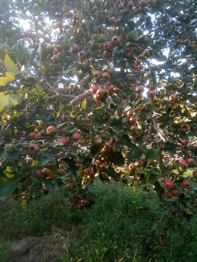 鲜山楂