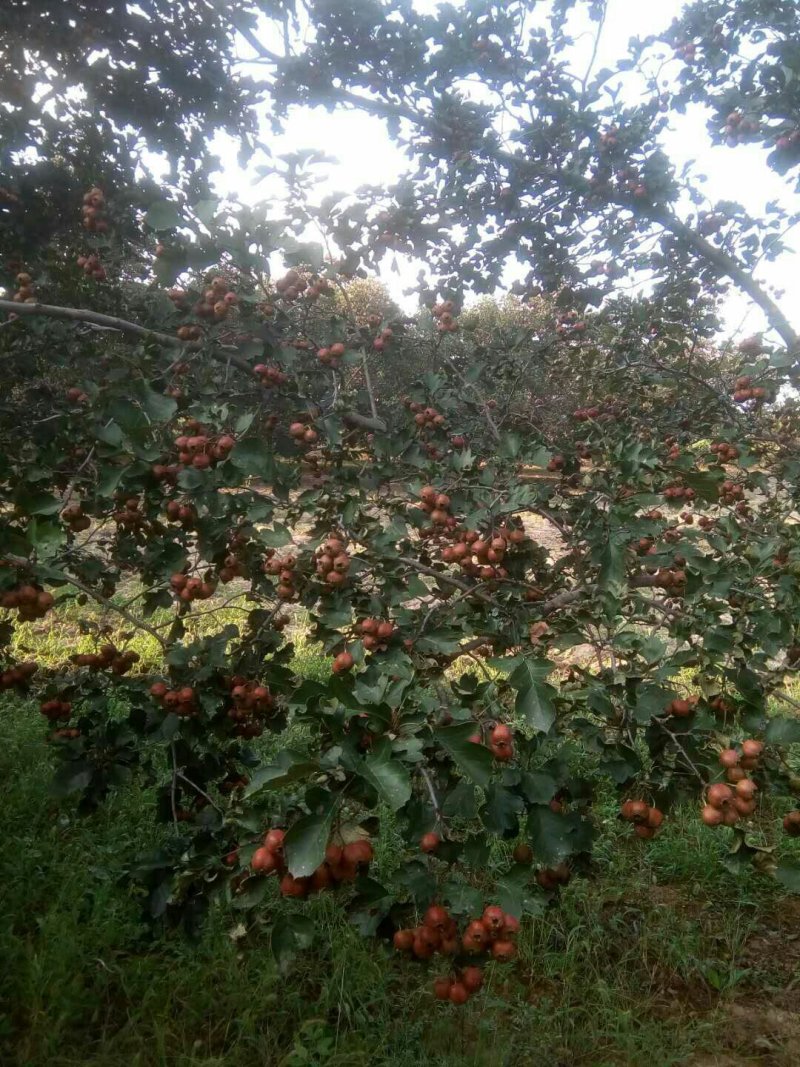 鲜山楂