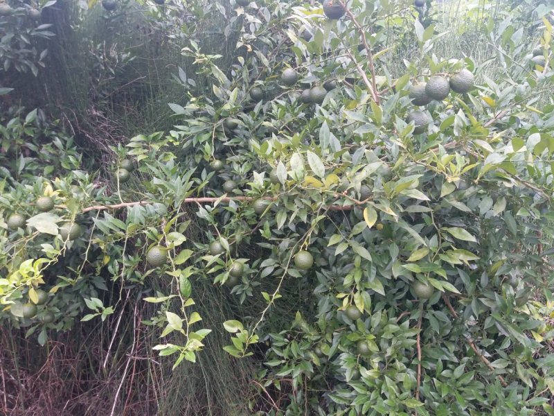 软枝小叶香橙