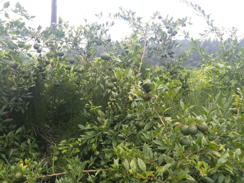 软枝小叶香橙