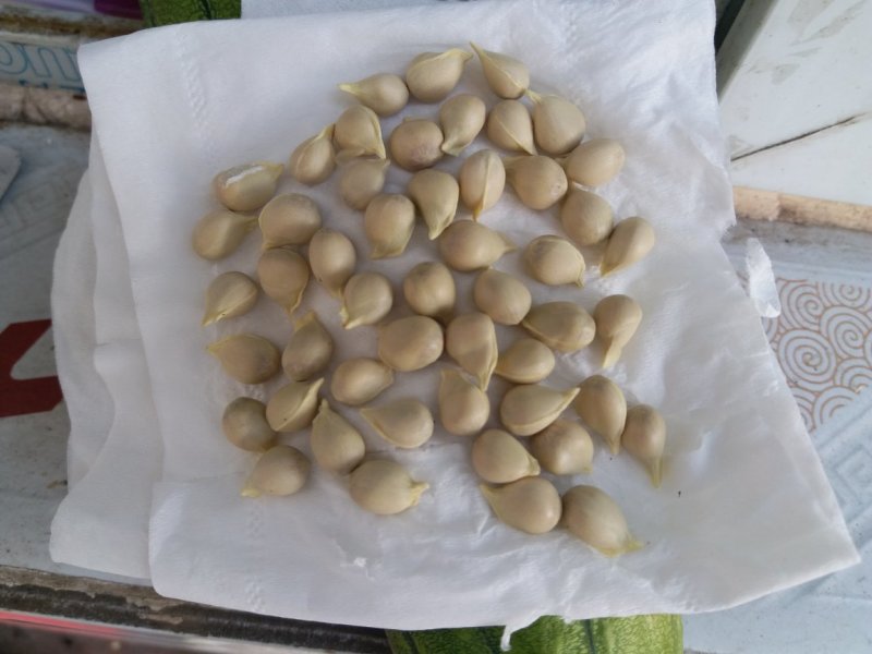 软枝小叶香橙