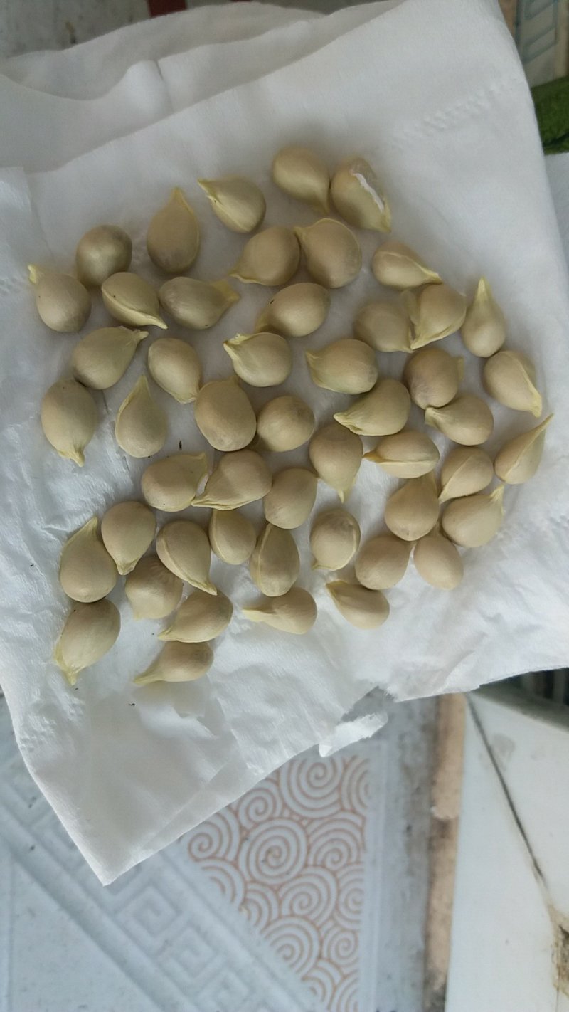 软枝小叶香橙