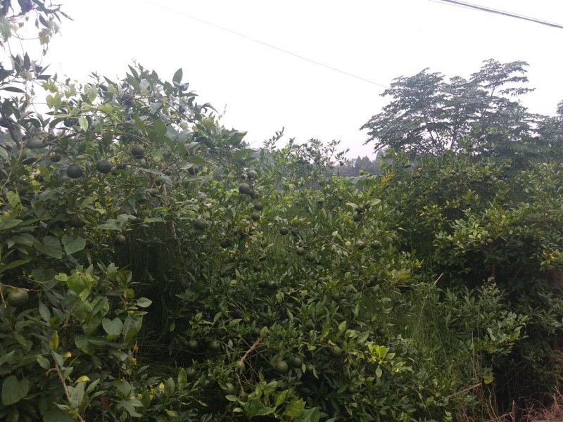 软枝小叶香橙