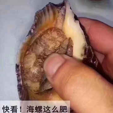 美味大海螺