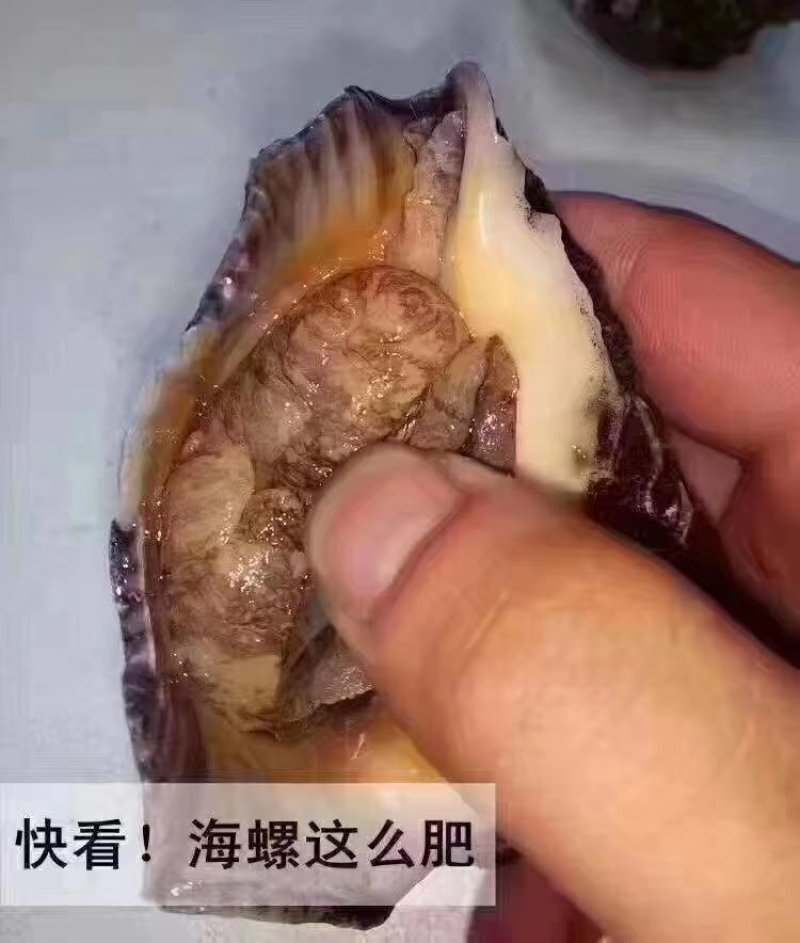 美味大海螺