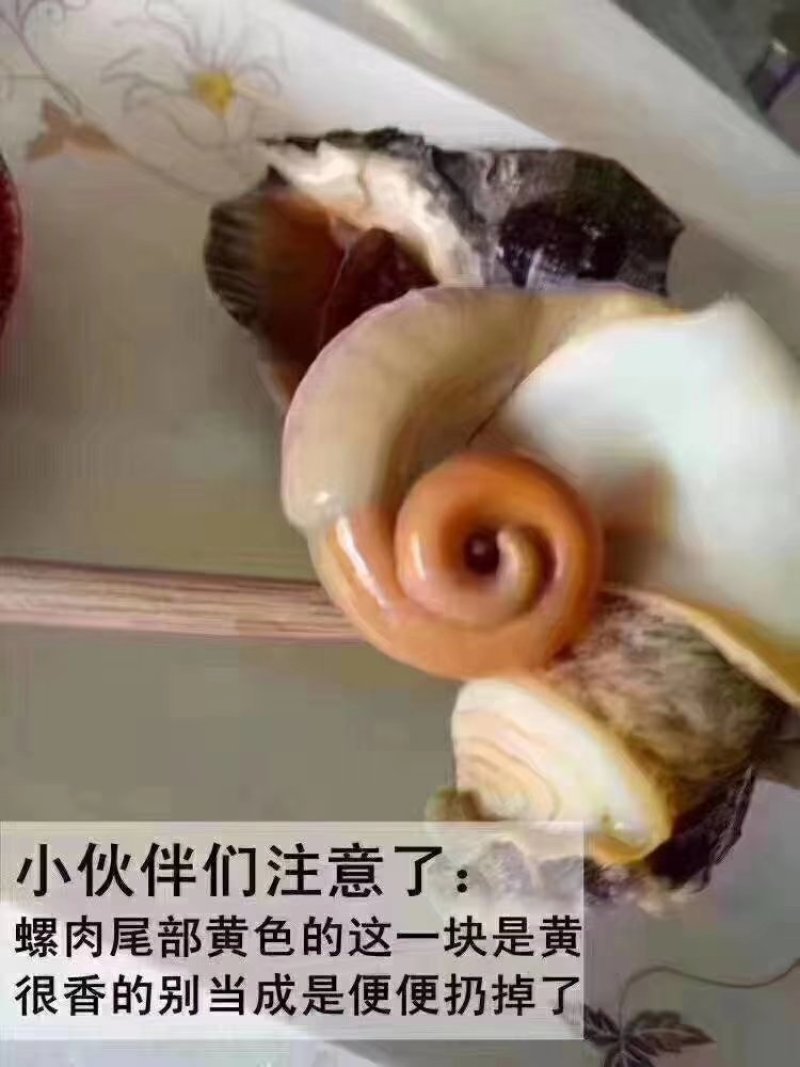 美味大海螺