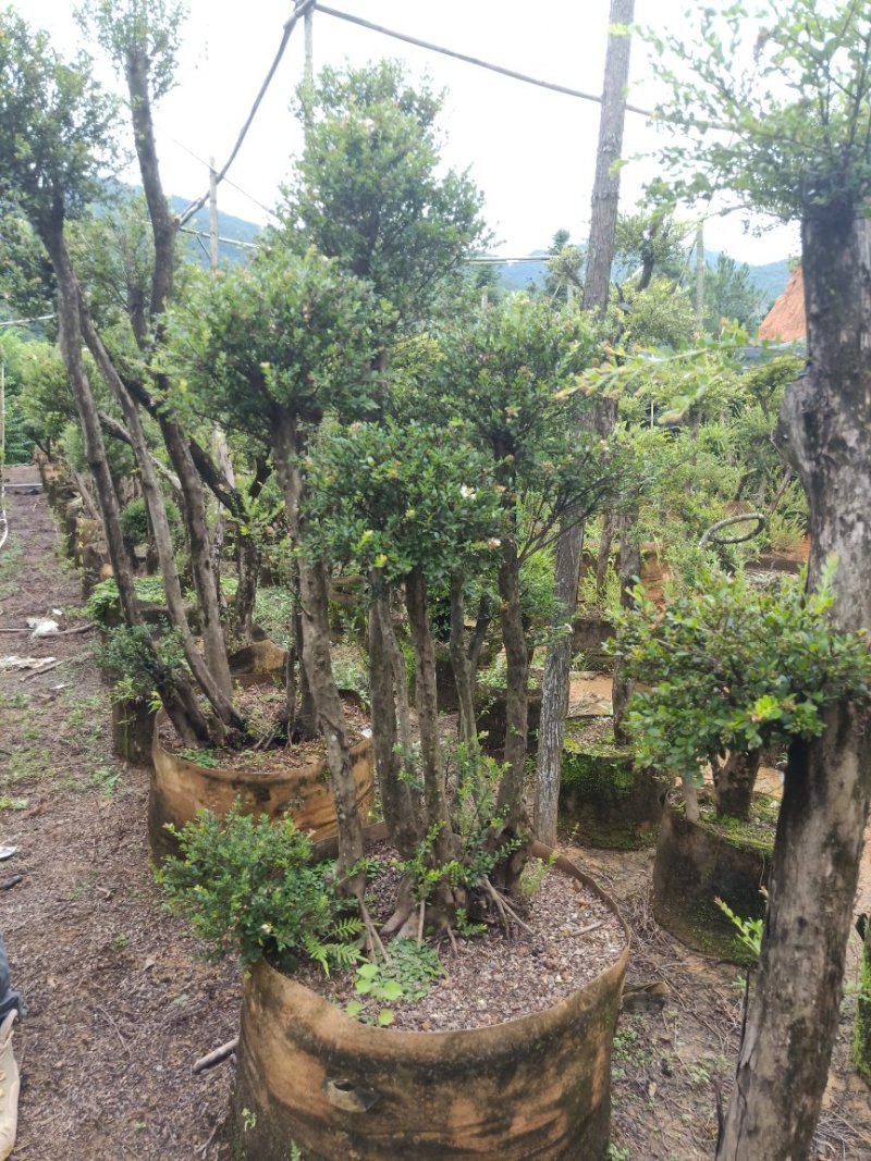 赤楠