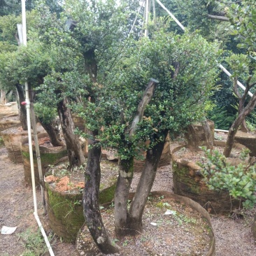 赤楠