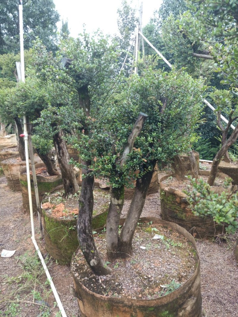 赤楠