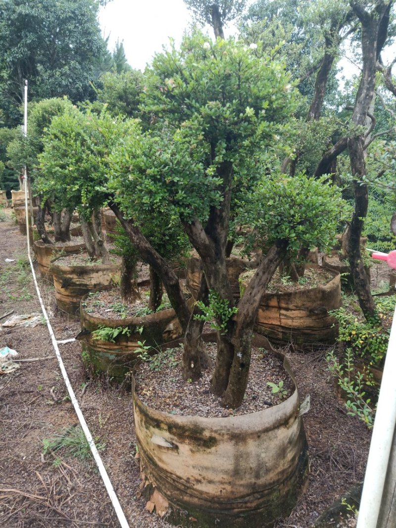 赤楠