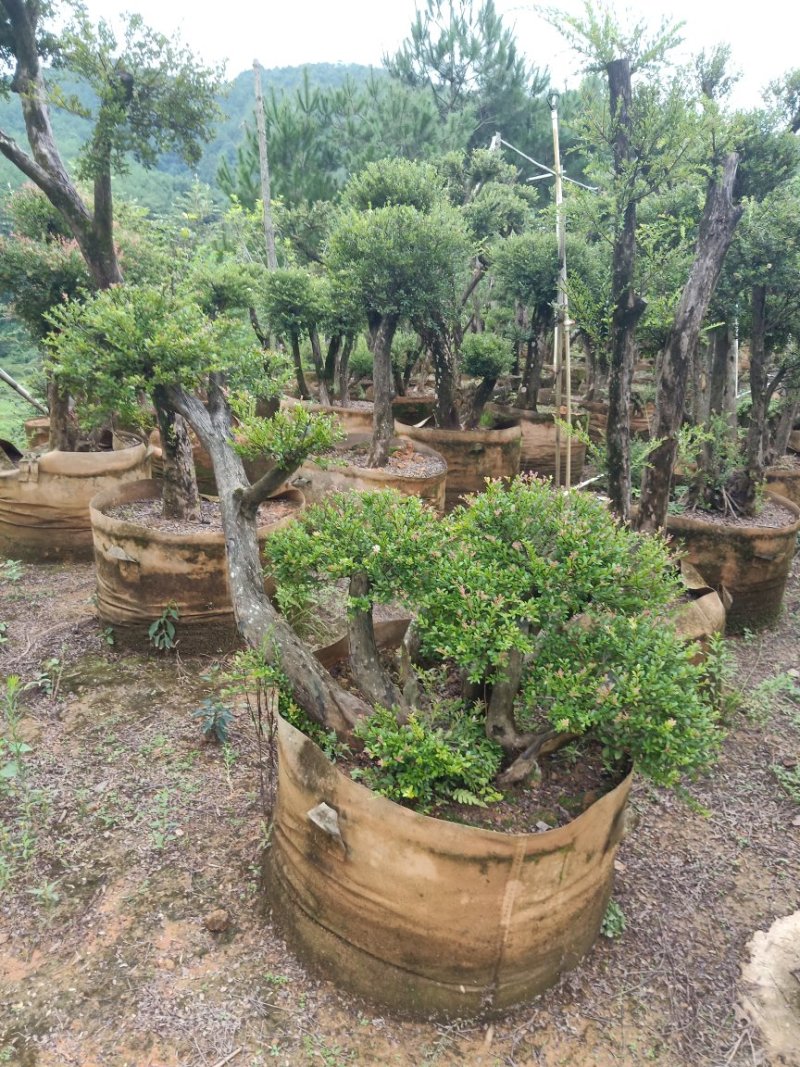 赤楠