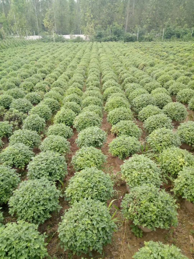 开封菊花