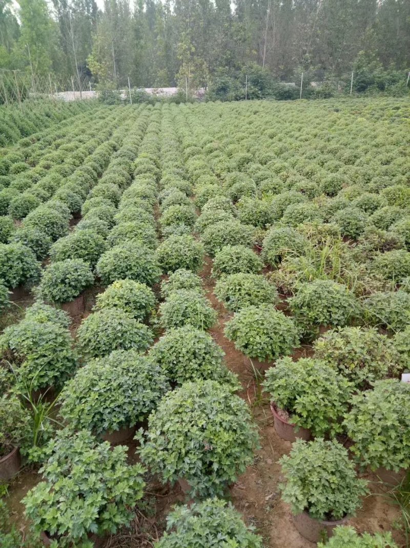 开封菊花