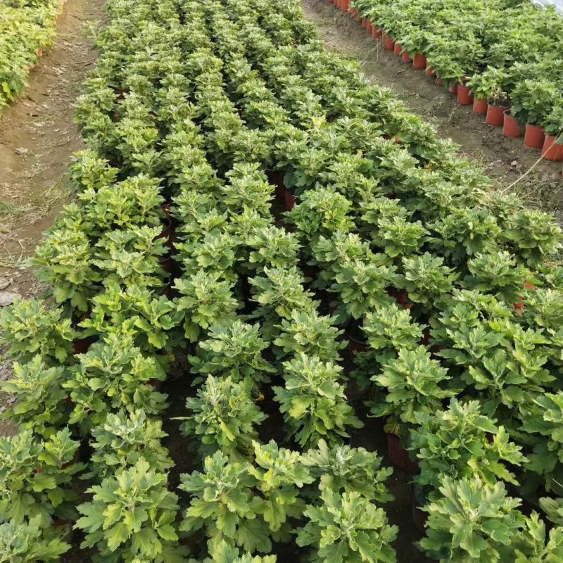 开封菊花