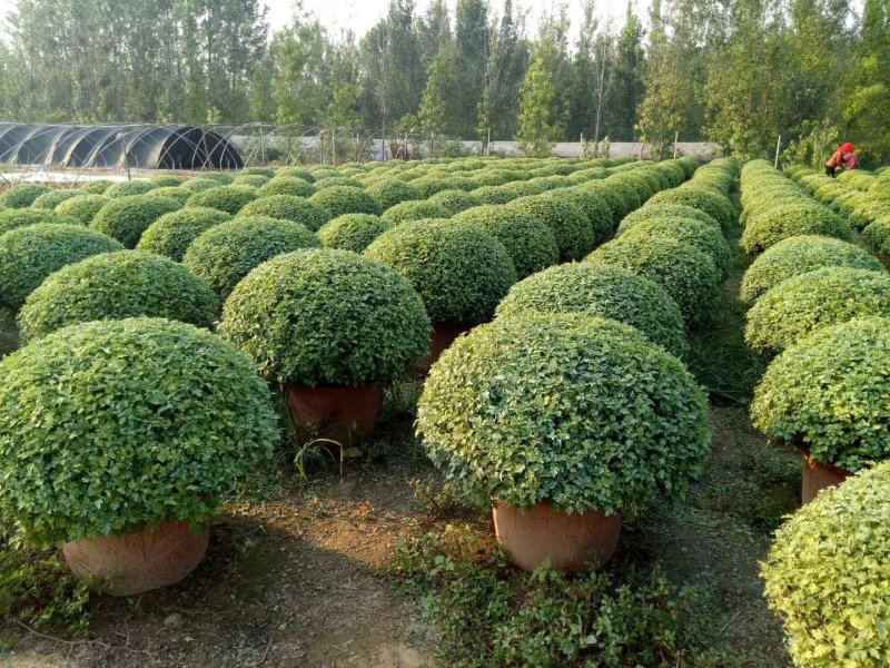 开封菊花