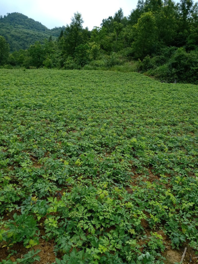 重庆市彭水县康达中药材种植前胡15000亩，欢迎订购