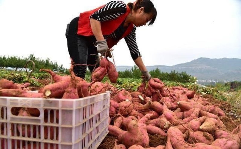 地瓜，红薯干生地瓜干，地瓜片地瓜面