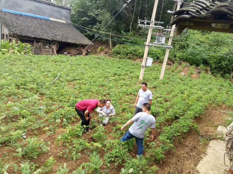 重庆市彭水县康达中药材种植前胡15000亩，欢迎订购