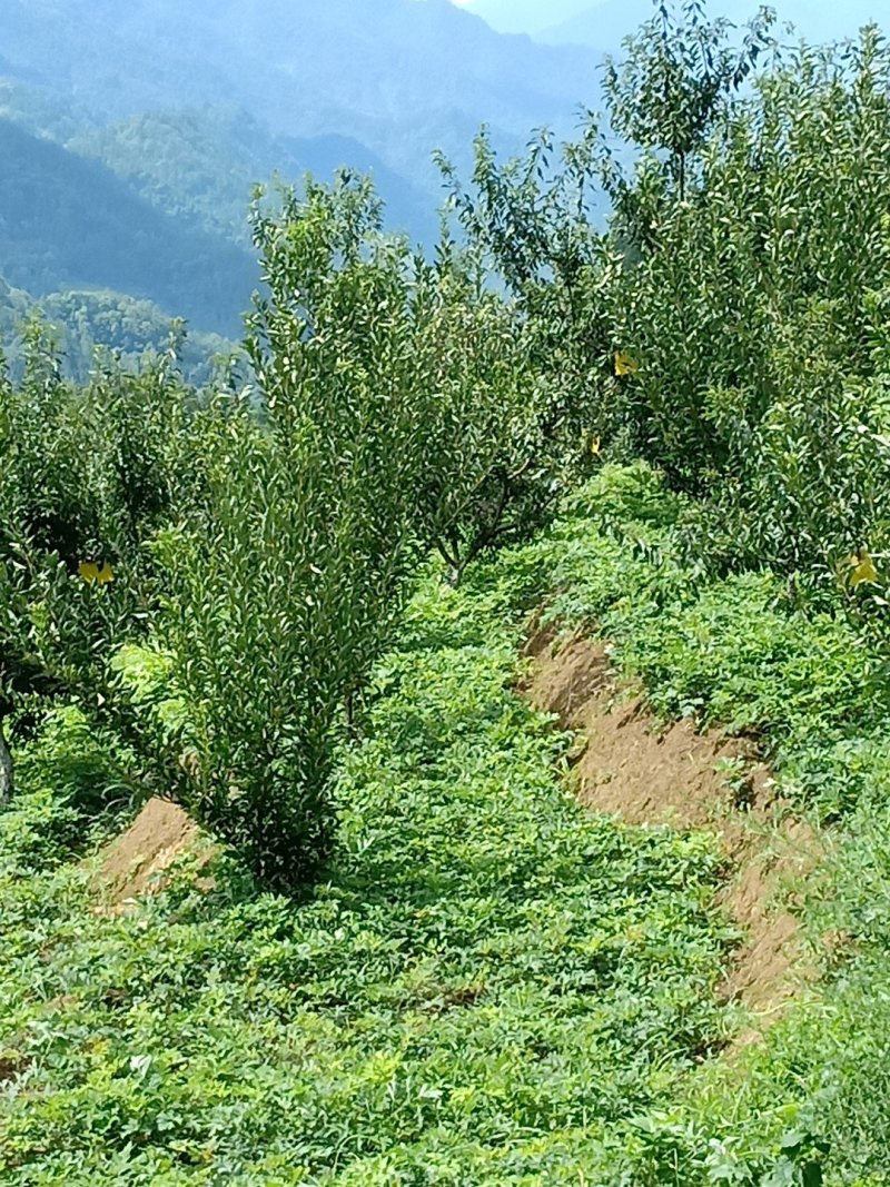 重庆市彭水县康达中药材种植前胡15000亩，欢迎订购