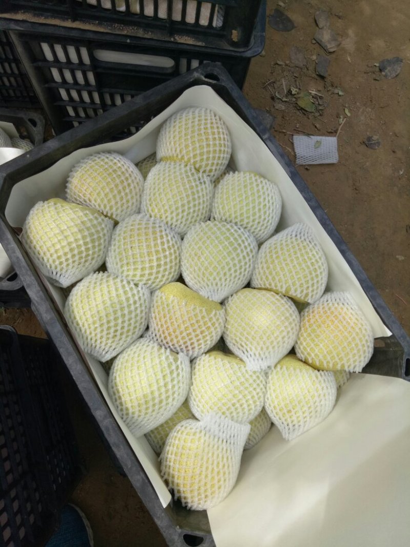 砀山梨光果350~400g基地直供保质保量口感好