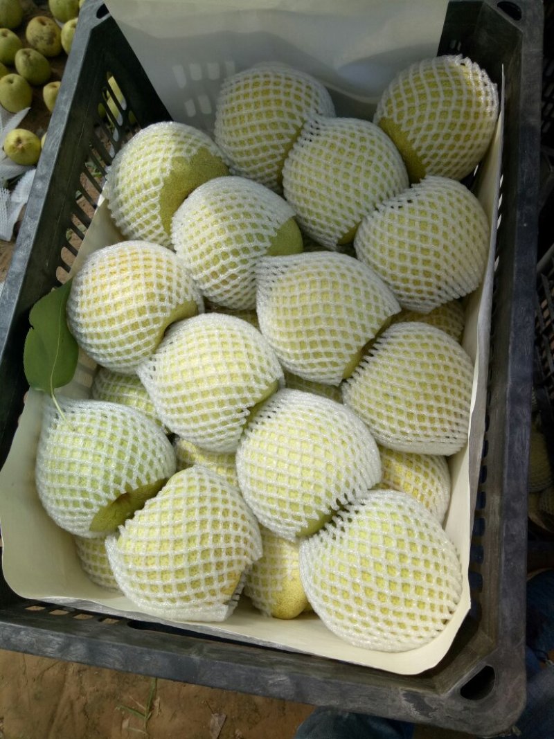 砀山梨光果350~400g基地直供保质保量口感好
