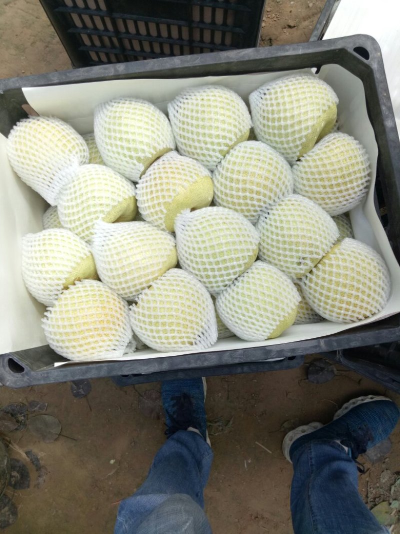 【推荐】酥梨砀山基地直发货源稳定量大从优欢迎实地考察