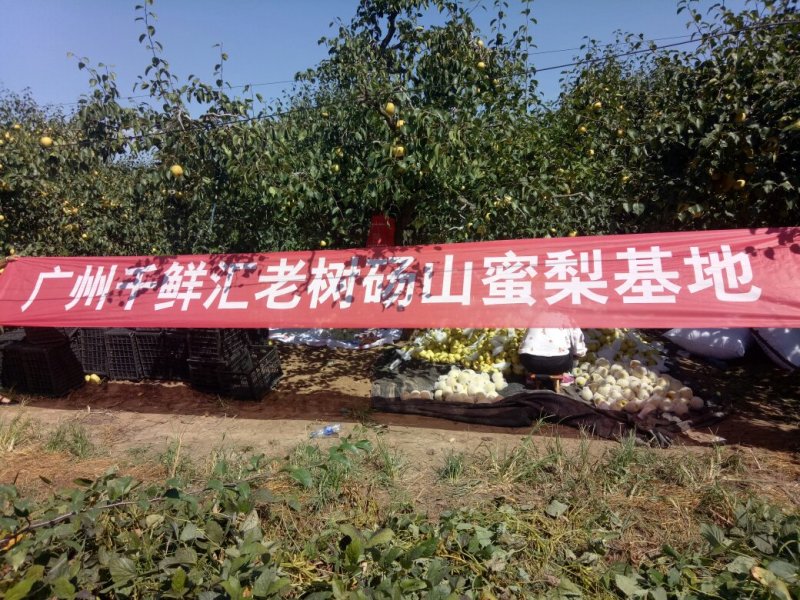 【推荐】酥梨砀山基地直发货源稳定量大从优欢迎实地考察
