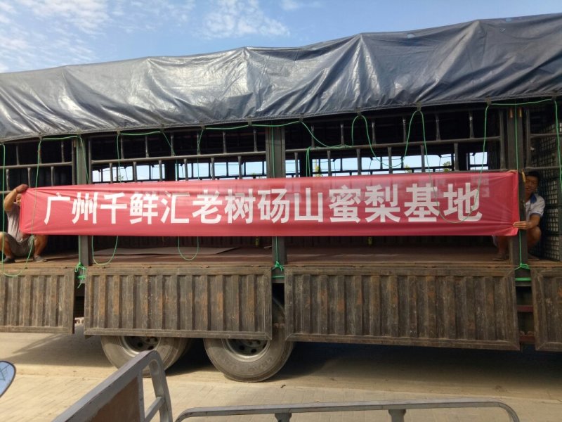 【推荐】酥梨砀山基地直发货源稳定量大从优欢迎实地考察