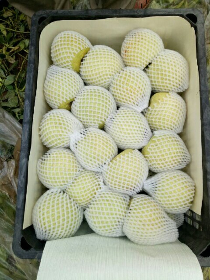 【推荐】酥梨砀山基地直发货源稳定量大从优欢迎实地考察