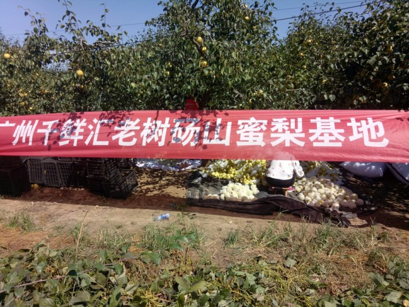 【推荐】酥梨砀山基地直发货源稳定量大从优欢迎实地考察