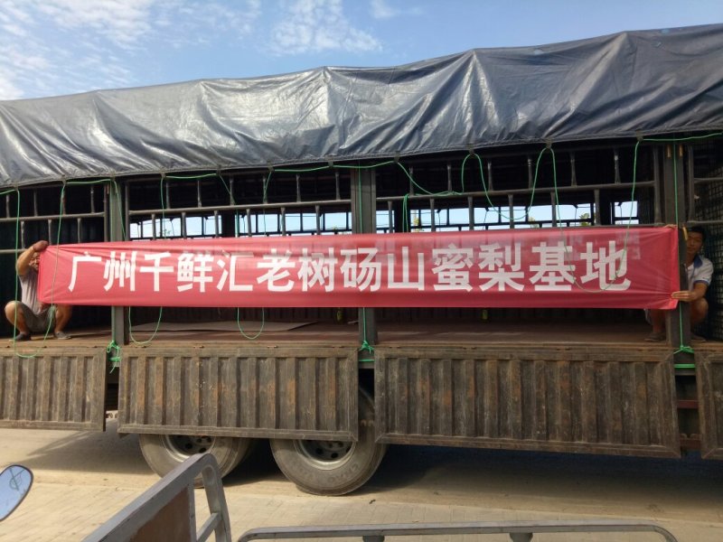 【推荐】酥梨砀山基地直发货源稳定量大从优欢迎实地考察
