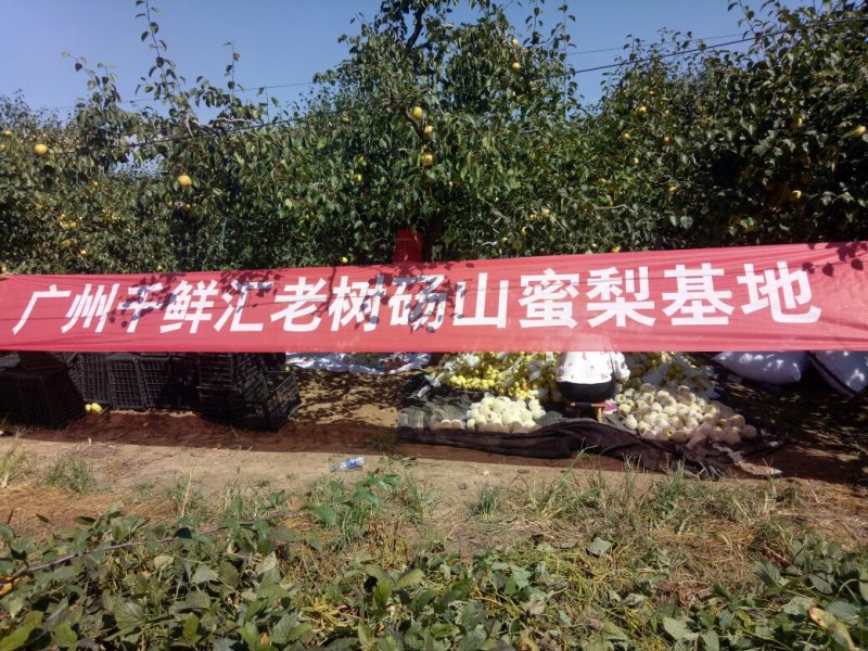 【推荐】酥梨砀山基地直发货源稳定量大从优欢迎实地考察