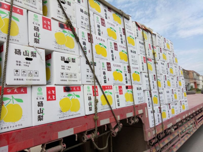 【推荐】酥梨砀山基地直发货源稳定量大从优欢迎实地考察