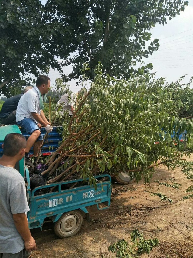 一年生水蜜桃树苗2年生水蜜桃树苗3年生水蜜桃树苗视频看货