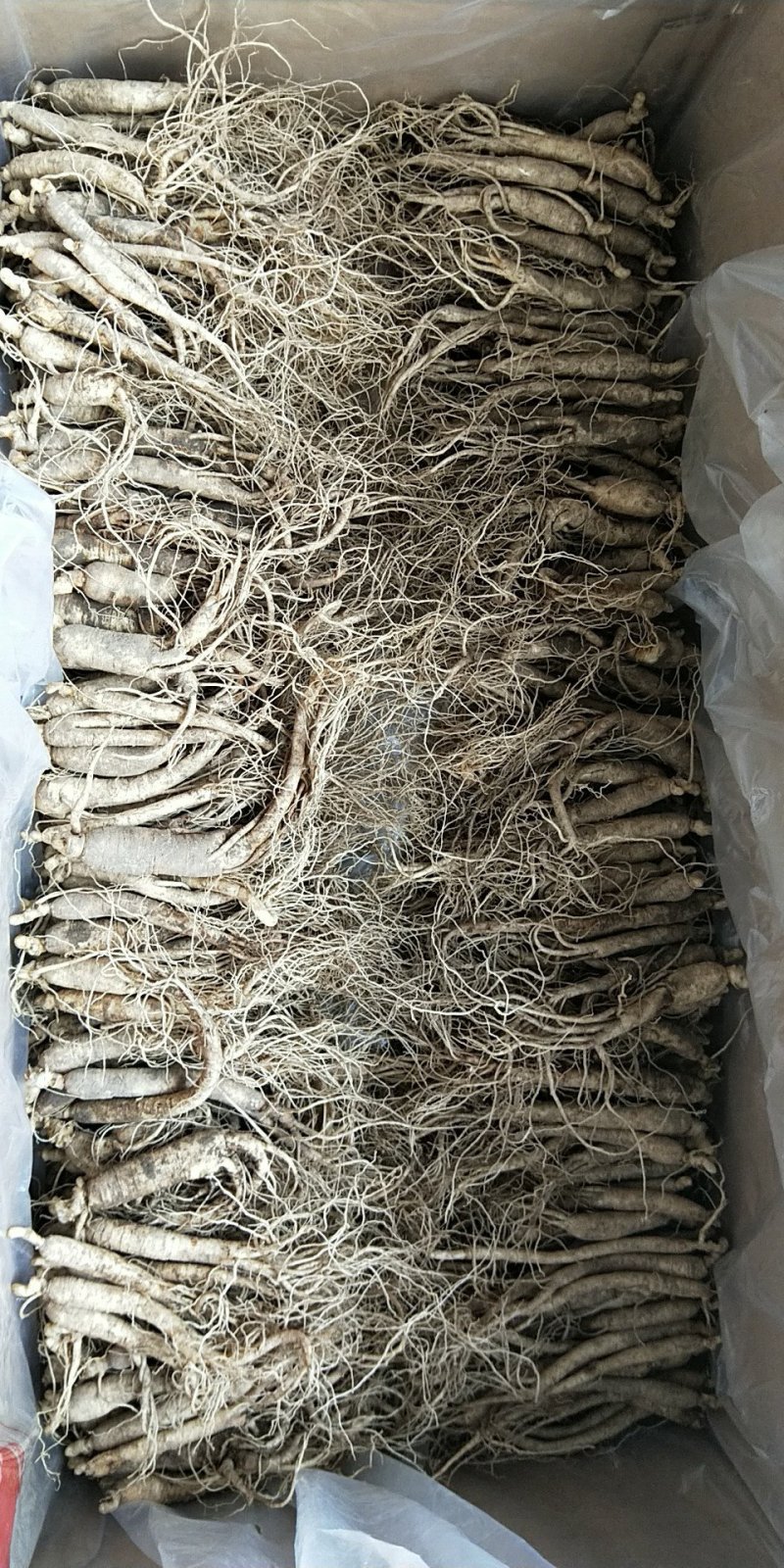 特价参30一斤