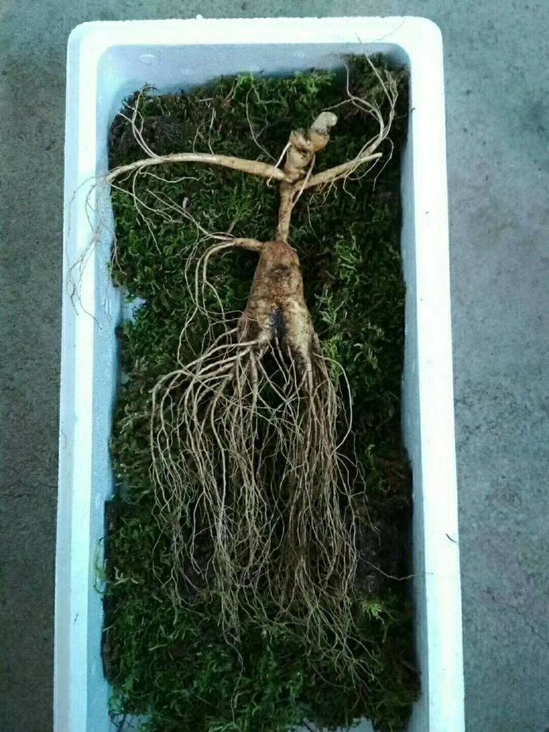 林下参