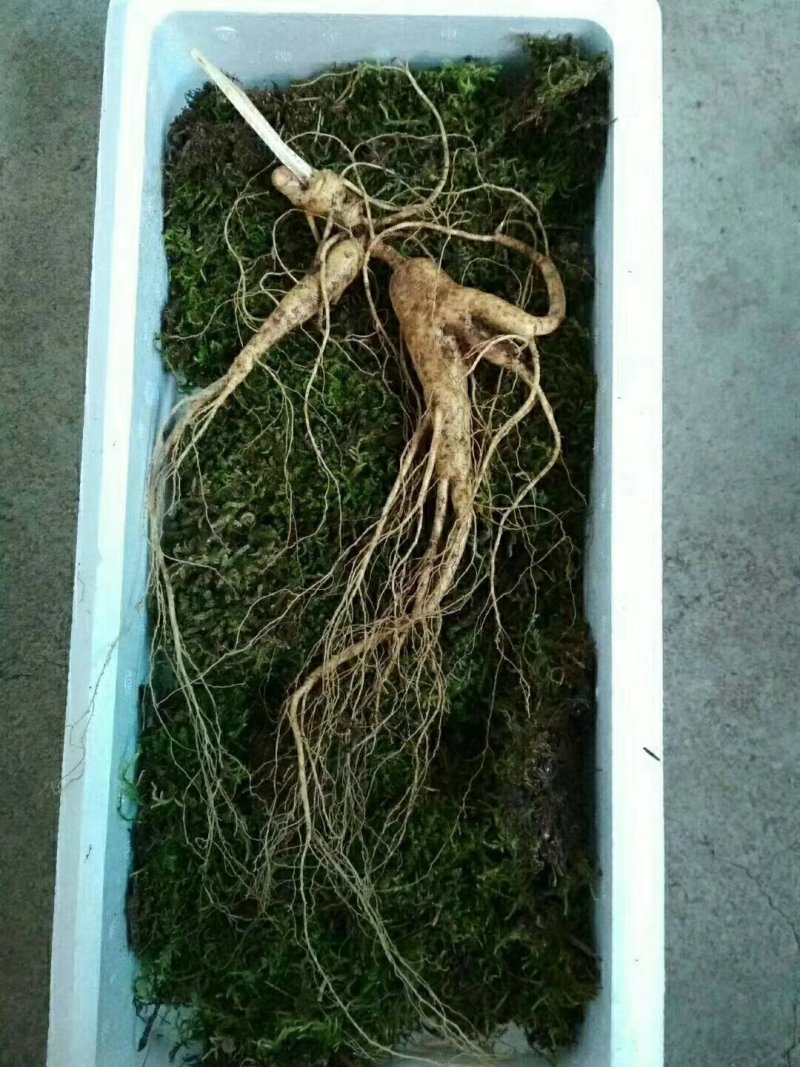 林下参
