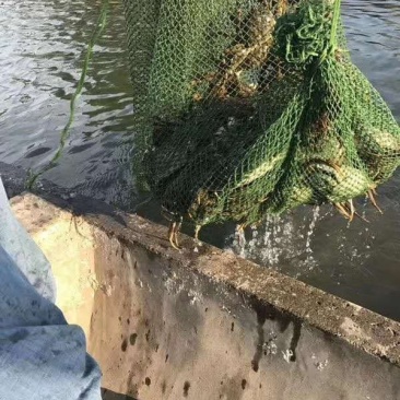 阳澄湖大闸蟹！蟹黄诱人！入口鲜华