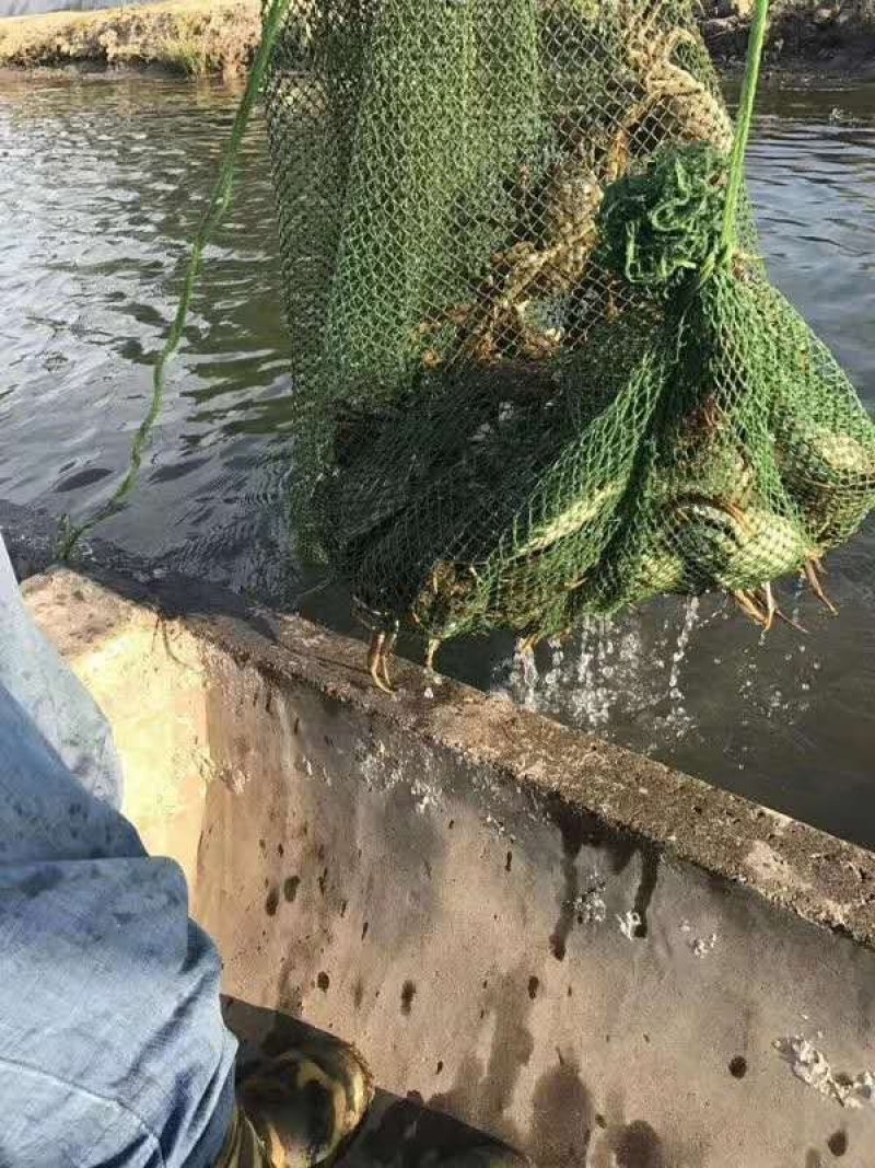 阳澄湖大闸蟹！蟹黄诱人！入口鲜华