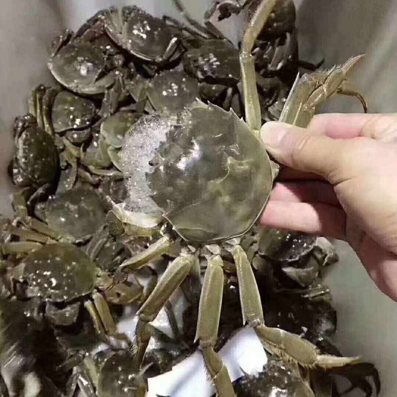 阳澄湖大闸蟹！蟹黄诱人！入口鲜华
