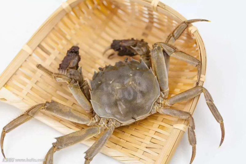 阳澄湖大闸蟹！蟹黄诱人！入口鲜华