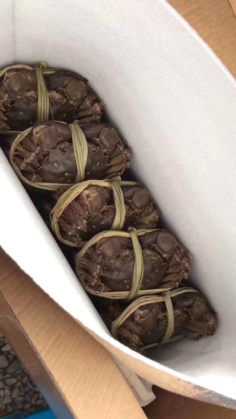 阳澄湖大闸蟹！蟹黄诱人！入口鲜华
