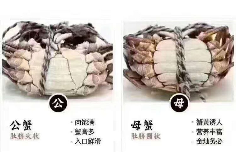 阳澄湖大闸蟹！蟹黄诱人！入口鲜华