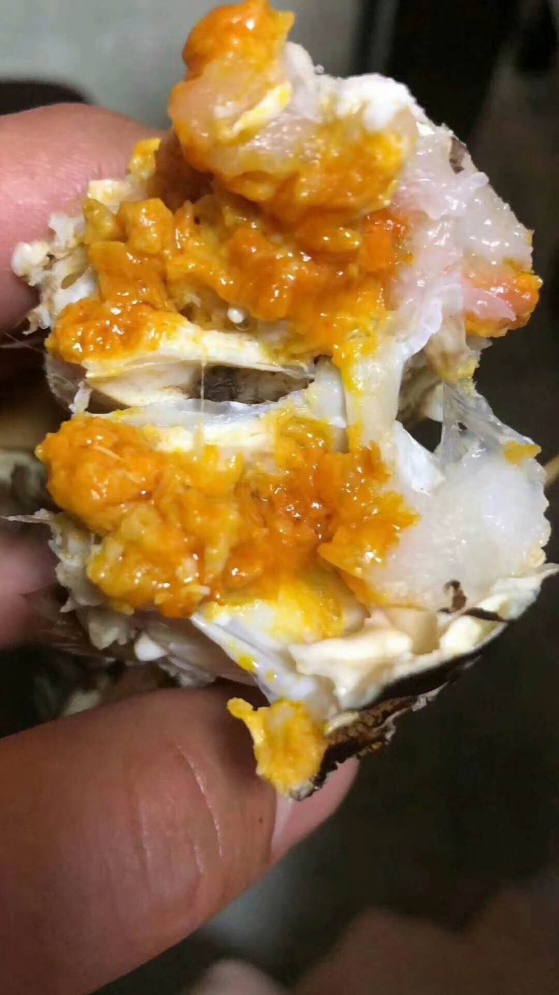 阳澄湖大闸蟹！蟹黄诱人！入口鲜华
