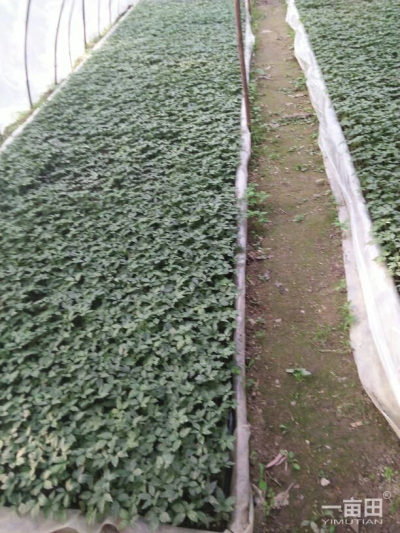 竹节参漂浮种苗，直播种苗有售