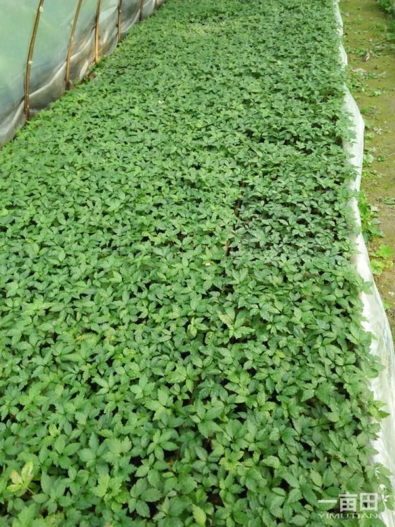 竹节参漂浮种苗，直播种苗有售